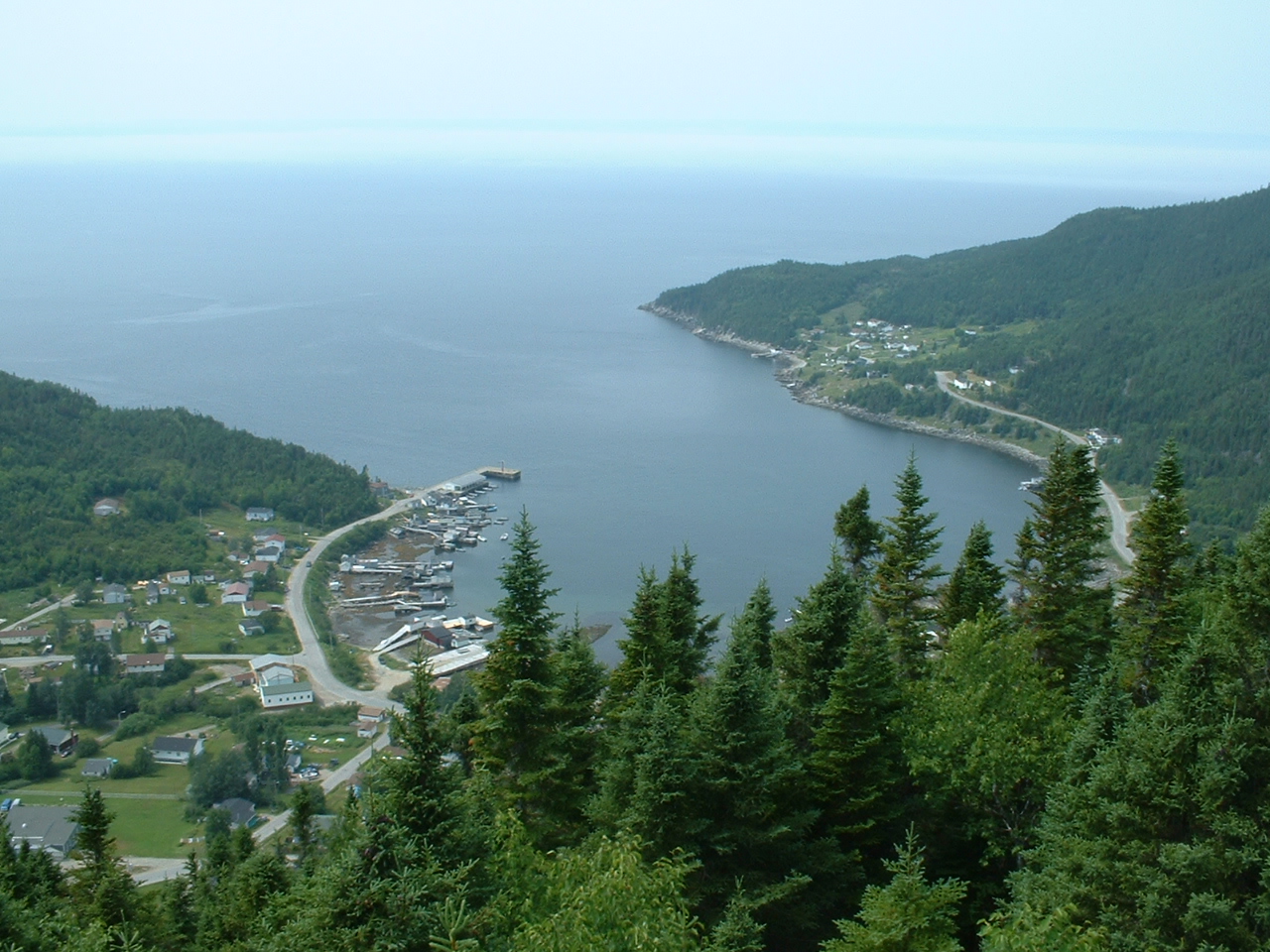 Seal Cove summer. 